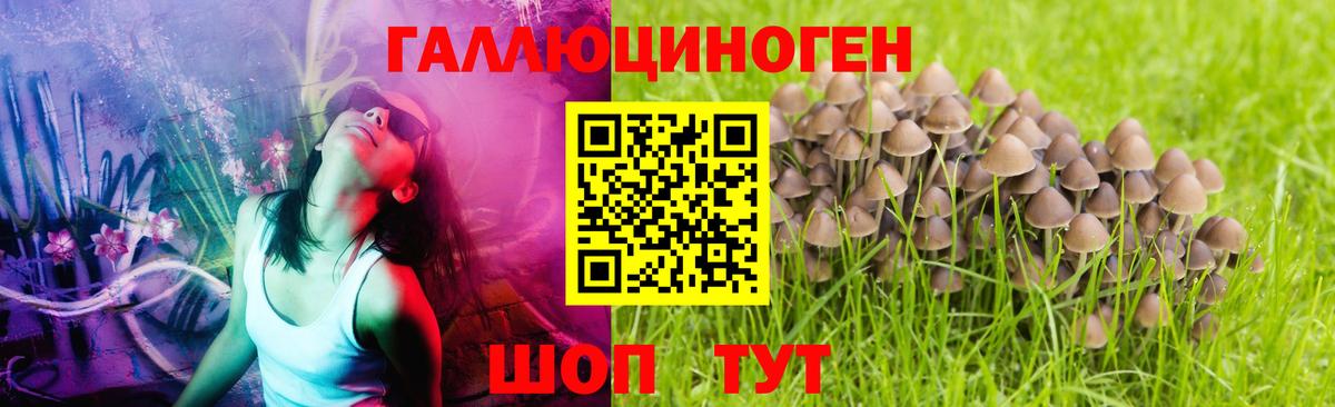 Псилоцибиновые грибы Cubensis Дедовск